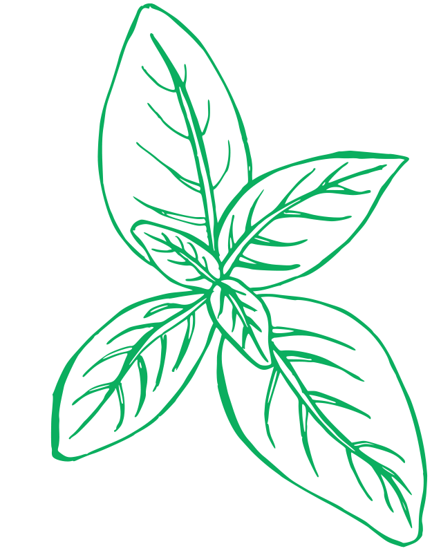 Basil Illustration